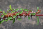 Euphorbia sp nova bronze PV2828 Mandritsara zapadne GPSEU2 Mad 2015_0982.jpg